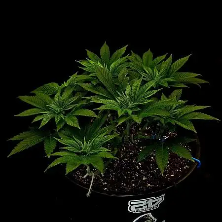 Gorilla Melon