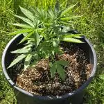 Fastbuds Outdoor Grow #2