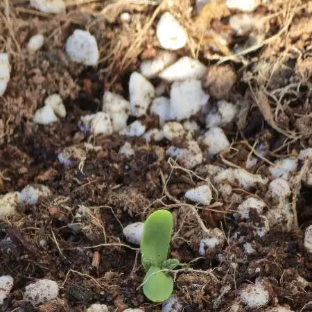 Fastbuds Outdoor Grow #3