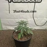 Cherry Cola RF3 #2