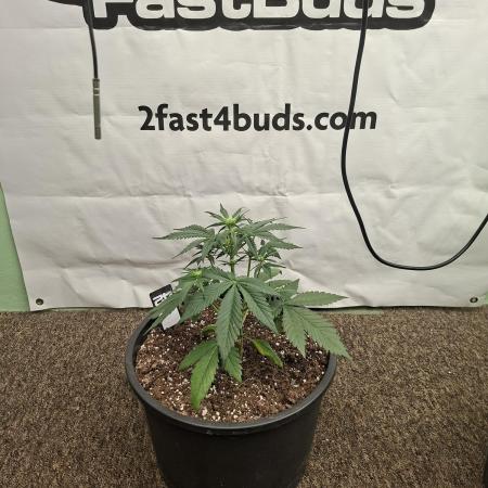 Cherry Cola RF3 #2