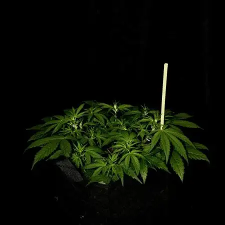 Gorilla Cookies
