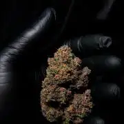 Banana Purple Punch Auto RF3