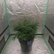Fastbuds Purple Lemonade FF