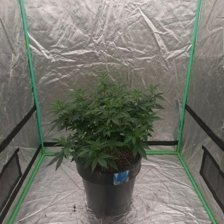 Fastbuds Purple Lemonade FF