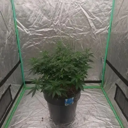 Fastbuds Purple Lemonade FF