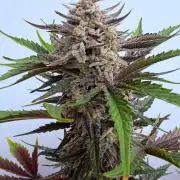 Fastbuds Guava Girls