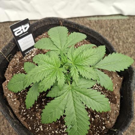 Cherry Cola RF3