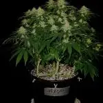 Mimosa X Orange Punch #2