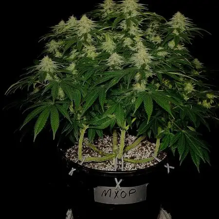 Mimosa X Orange Punch #2