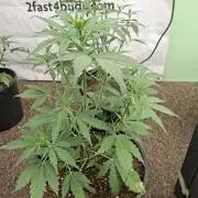 Fastbuds Banana Gauva Auto