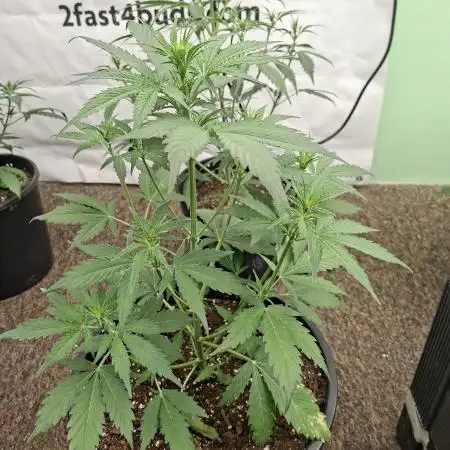 Fastbuds Banana Gauva Auto
