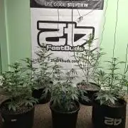 Fastbuds Mendo Frost Auto