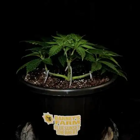 BlueSunset Sherbert