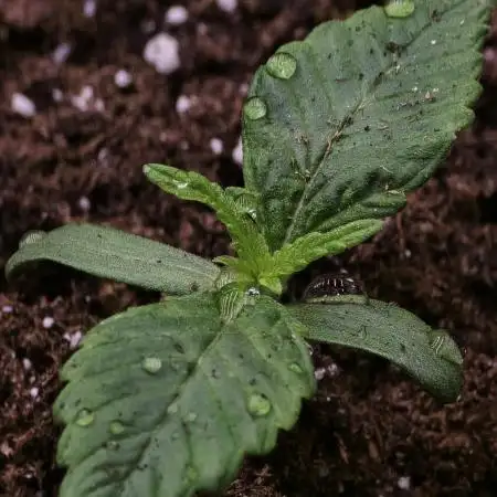 AK47 XL