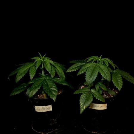 Zkittles
