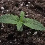 Fastbuds Mix Pack (Photoperiod)
