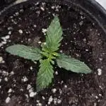 Strawberry Cheesecake