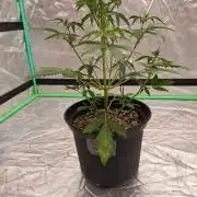 Fastbuds Mendo Guava Outdoor