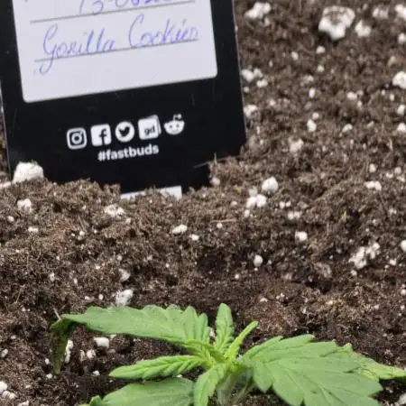 Gorilla Cookies