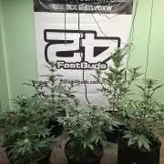 Fastbuds Mendo Frost Auto