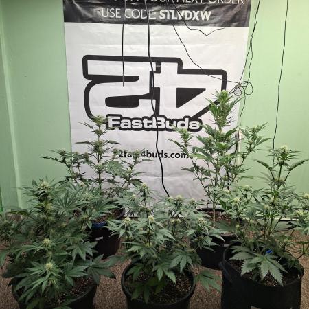 Fastbuds Mendo Frost Auto