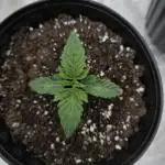 Fastbuds Mixed Pack (Photoperiod)