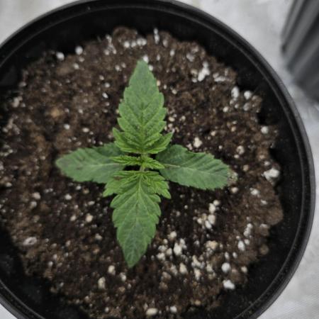 Fastbuds Mixed Pack (Photoperiod)
