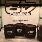 Banana Purple Punch Auto RF3