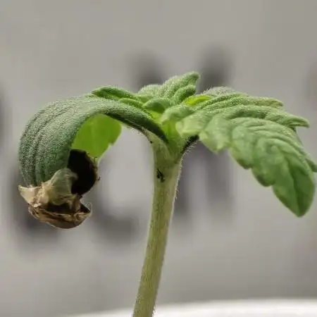 Gorilla Melon