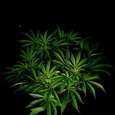 Mimosa X Orange Punch #2
