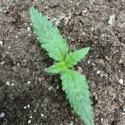Fastbuds Starwberry Gorilla RF3