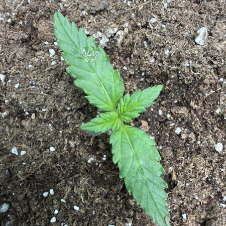 Fastbuds Starwberry Gorilla RF3