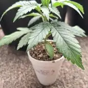 Zamnesia Seeds Kalani Asia