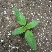 Fastbuds Mendo Frost Auto