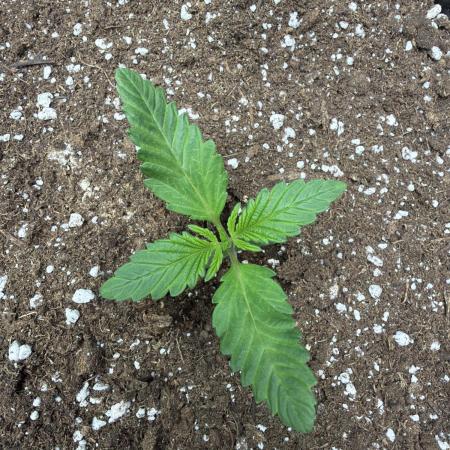 Fastbuds Mendo Frost Auto