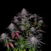 Fastbuds Guava Sundae