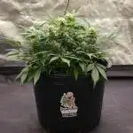 Auto Candy