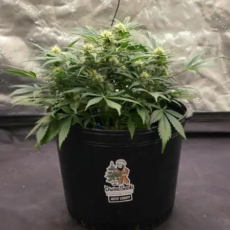 Auto Candy