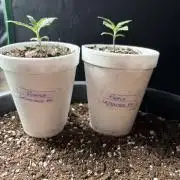 Fastbuds Purple Lemonade FF Outdoor Grow