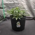 Auto Candy