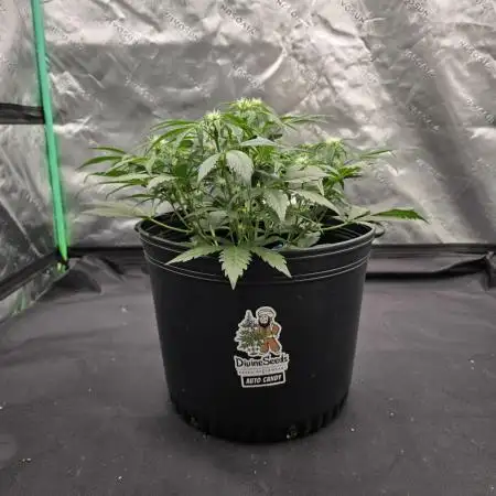 Auto Candy