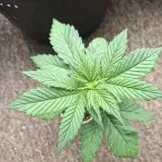 Fastbuds Purple Lemonade FF