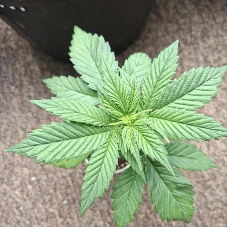 Fastbuds Purple Lemonade FF