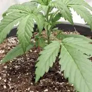 Cherry Cola RF3 #2