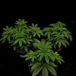 Fastbuds Mix Pack (Photoperiod)