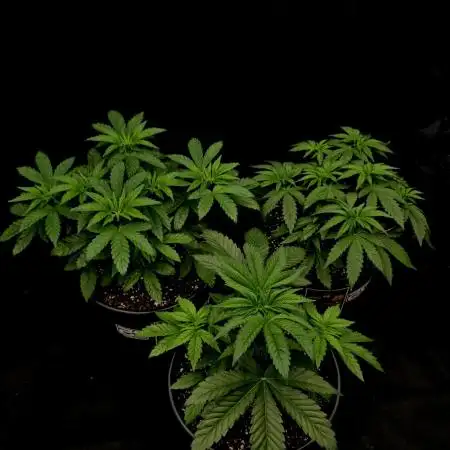Fastbuds Mix Pack (Photoperiod)