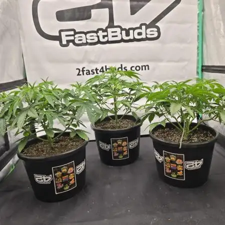 Fastbuds Mix Pack (Photoperiod)