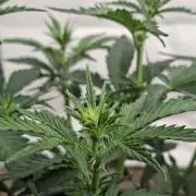 Fastbuds Guava Sundae