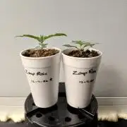 Kannabia Seeds Zoap Rose